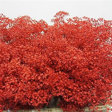 Gypsophila Dyed Red