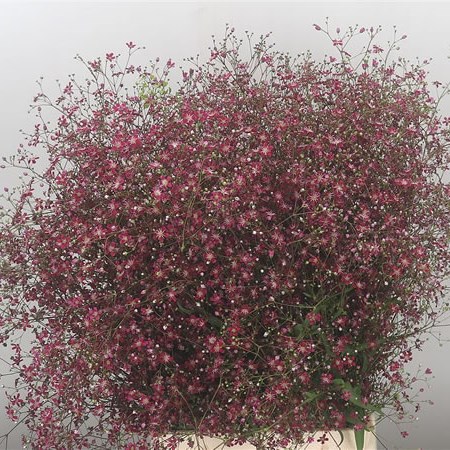 Gypsophila Elegance Dark Pink