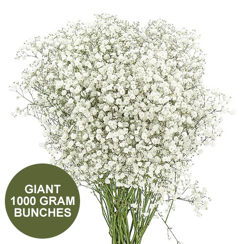 Gypsophila - Giant Colombian 1000gm