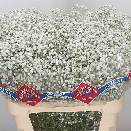 Gypsophila Hora