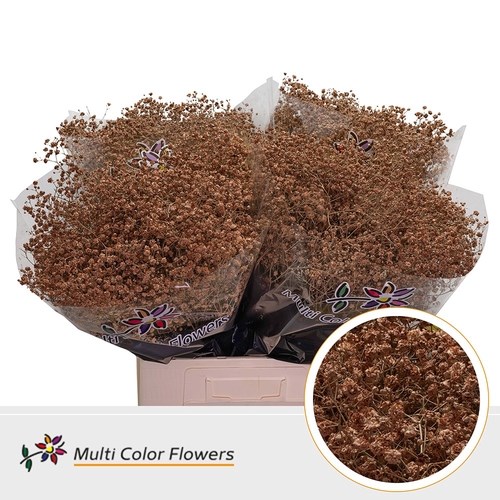 Gypsophila Large Dyed Caramel