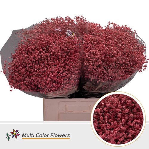 Gypsophila Large Dyed Coral