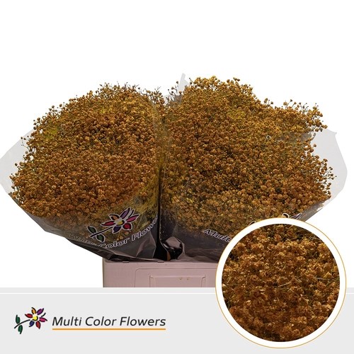 Gypsophila Large Dyed Oker Yellow