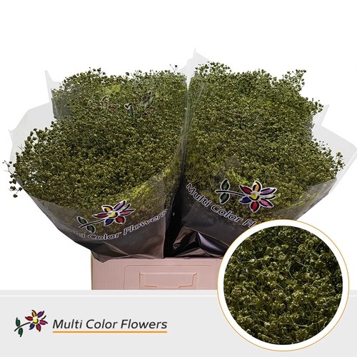 Gypsophila Large Dyed Olive Green