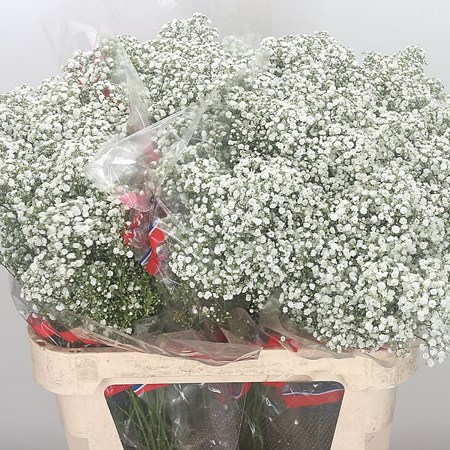 Gypsophila Million Clouds
