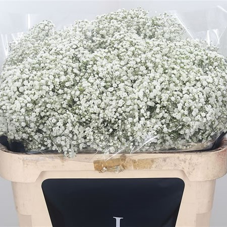 Gypsophila Million Clouds