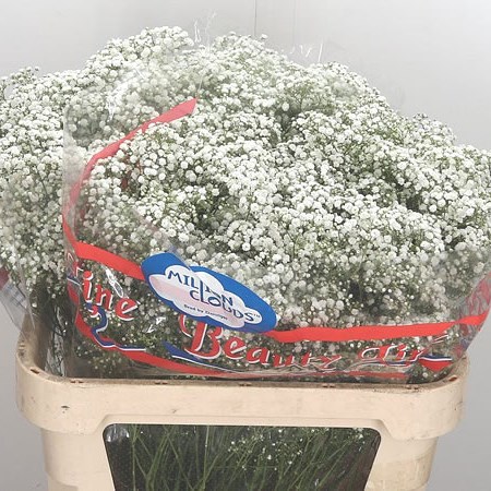 Gypsophila Million Clouds