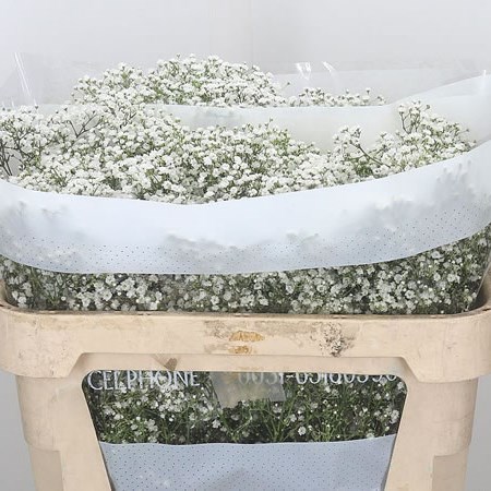 Gypsophila Million Star