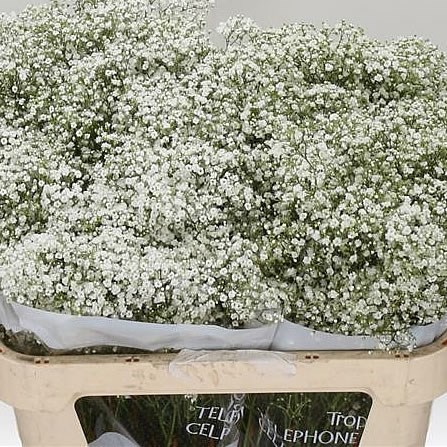 Gypsophila Million Stars