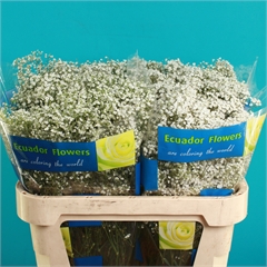 Gypsophila Million Star