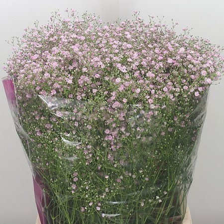 Gypsophila My Pink