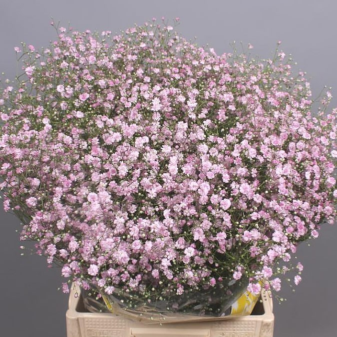 Gypsophila my pink