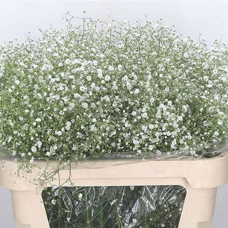 Gypsophila Orstar