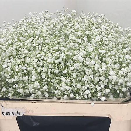 Gypsophila Overtime