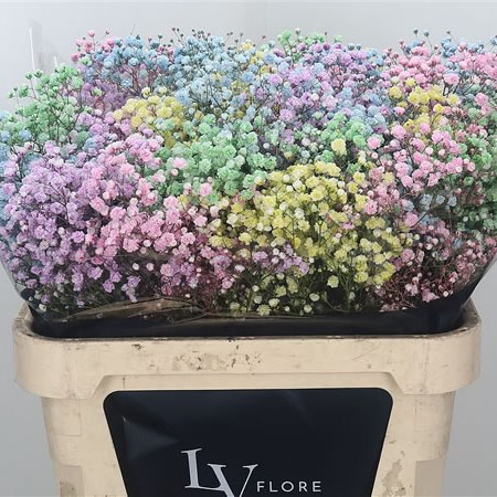 Gypsophila Overtime Dyed Rainbow