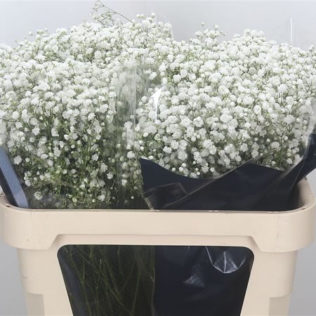 Gypsophila Overtime - Ecuadorian