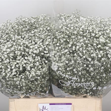 Gypsophila Pearl Blossom