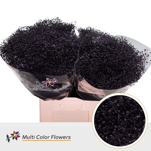 Gypsophila Small Dyed Aubergene