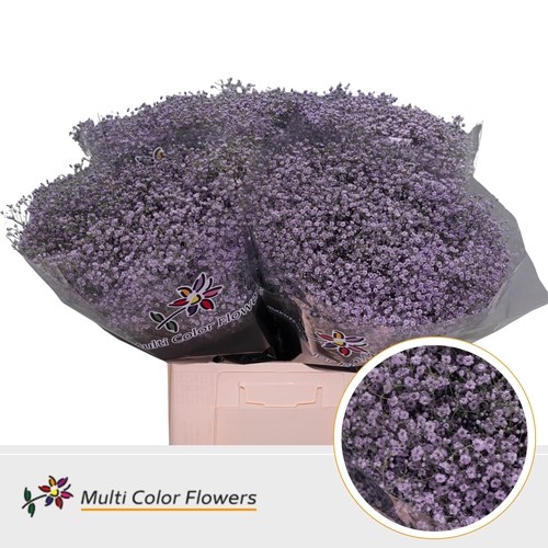 Gypsophila Small Dyed Lilac