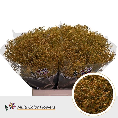 Gypsophila Small Dyed Oker Yellow