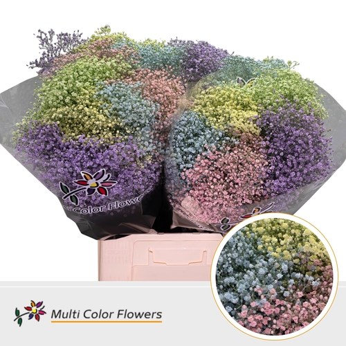 Gypsophila Small Dyed Pastel Mix