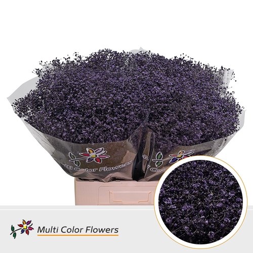 Gypsophila Small Dyed Purple