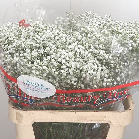 Gypsophila White Victoria