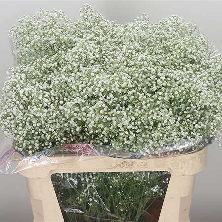 Gypsophila Vivo