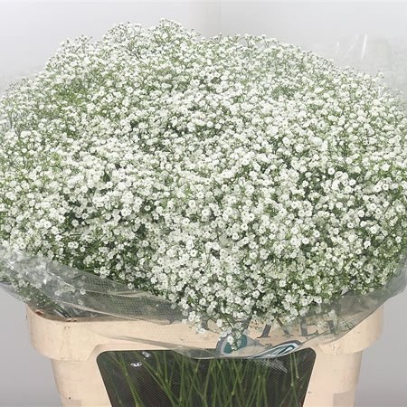 Gypsophila Zinzi Discovery