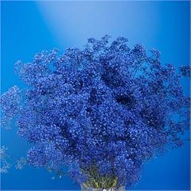 Gypsophila Dyed Blue