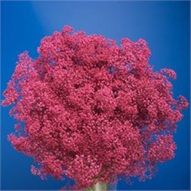 Gypsophila Dyed Cerise