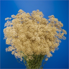 Gypsophila dyed gold