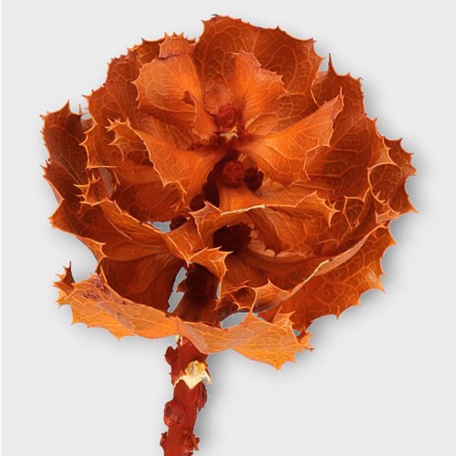 HAKEA ORANGE (DRIED) 35cm Wholesale Dried Flowers UK Preserved Flowers