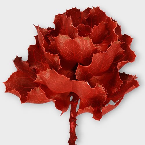HAKEA RED (DRIED)