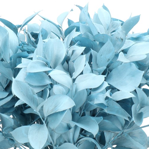 HARD RUSCUS DYED FROST LIGHT BLUE