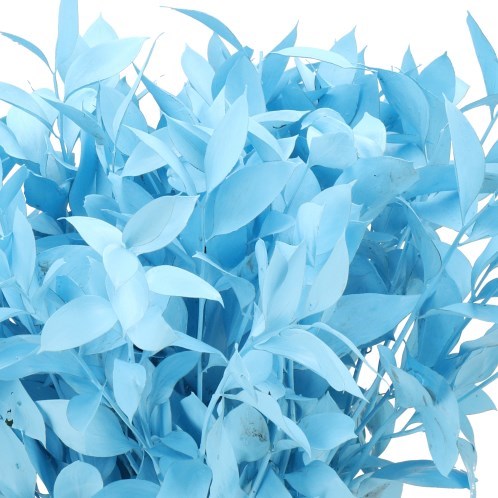 HARD RUSCUS DYED LIGHT BLUE