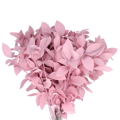 HARD RUSCUS DYED LIGHT PINK