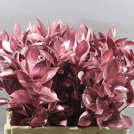 HARD RUSCUS DYED ROSE GOLD