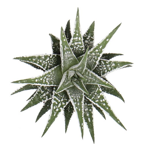 HAWORTHIA ALBA 9CM