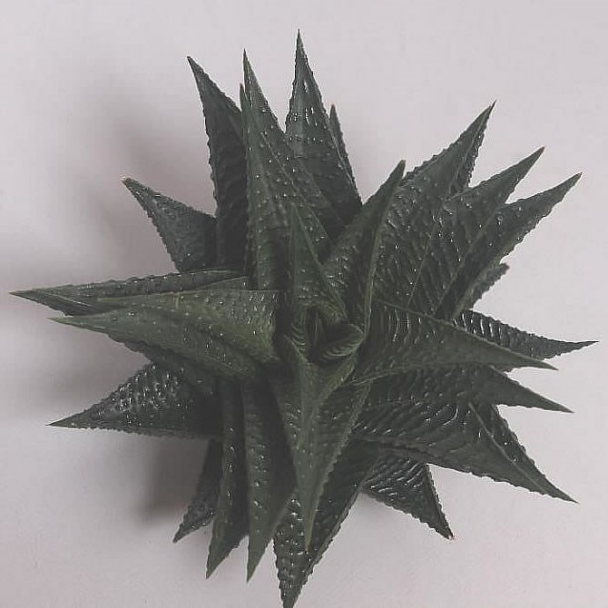HAWORTHIA LIMIFOLIA 9cm
