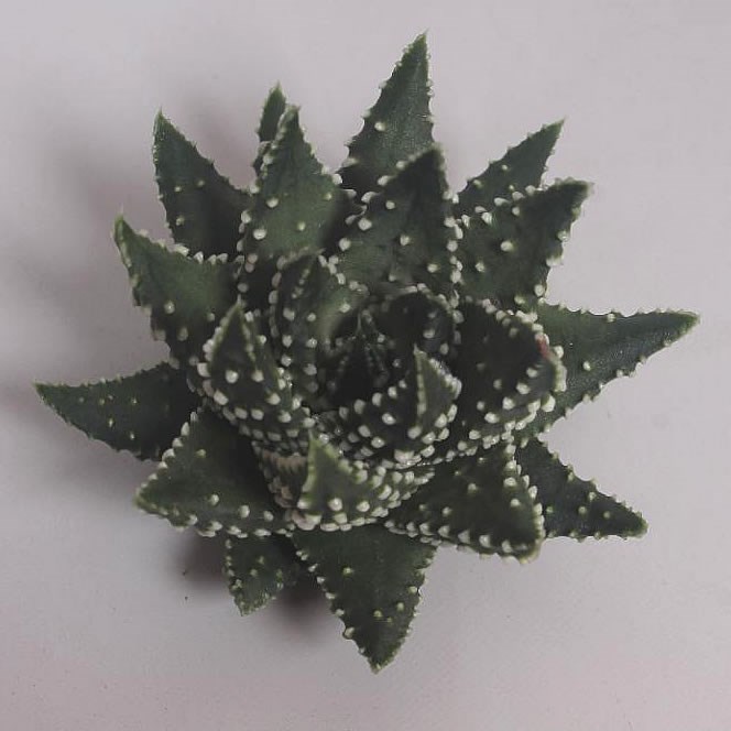 HAWORTHIA MARGARITIFERA 9cm