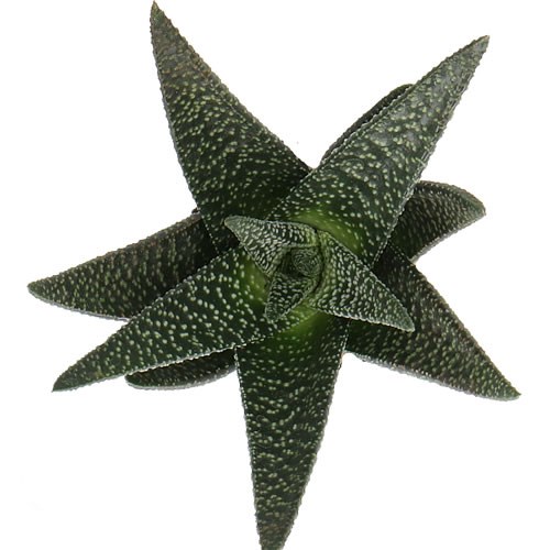 HAWORTHIA OCKAVANGO 9CM