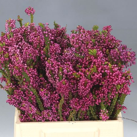 HEATHER