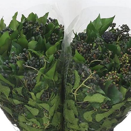 IVY WITH BERRIES
