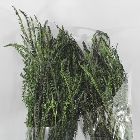 HELECHO PRESERVED GREEN