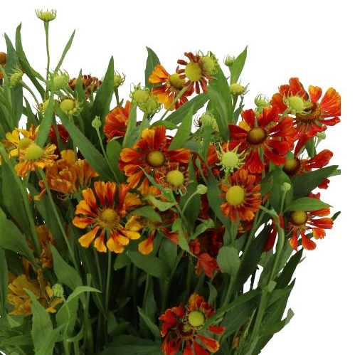 HELENIUM FESTIVAL