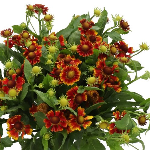 HELENIUM FIESTA