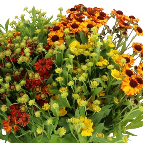 HELENIUM MIX 60cm | Wholesale Dutch Flowers & Florist Supplies UK