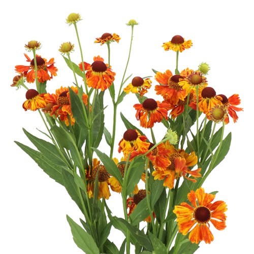 HELENIUM ORANGE BEAUTY