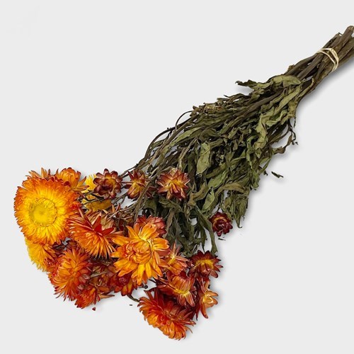 Helichrysum Orange (Dried)